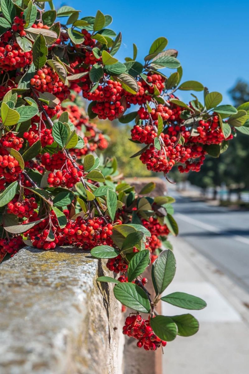 Red Chokeberry's Four-Season Appeal