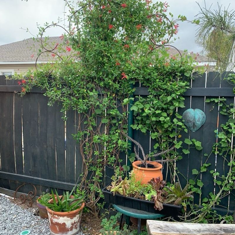 Honeysuckle (Japanese varieties)