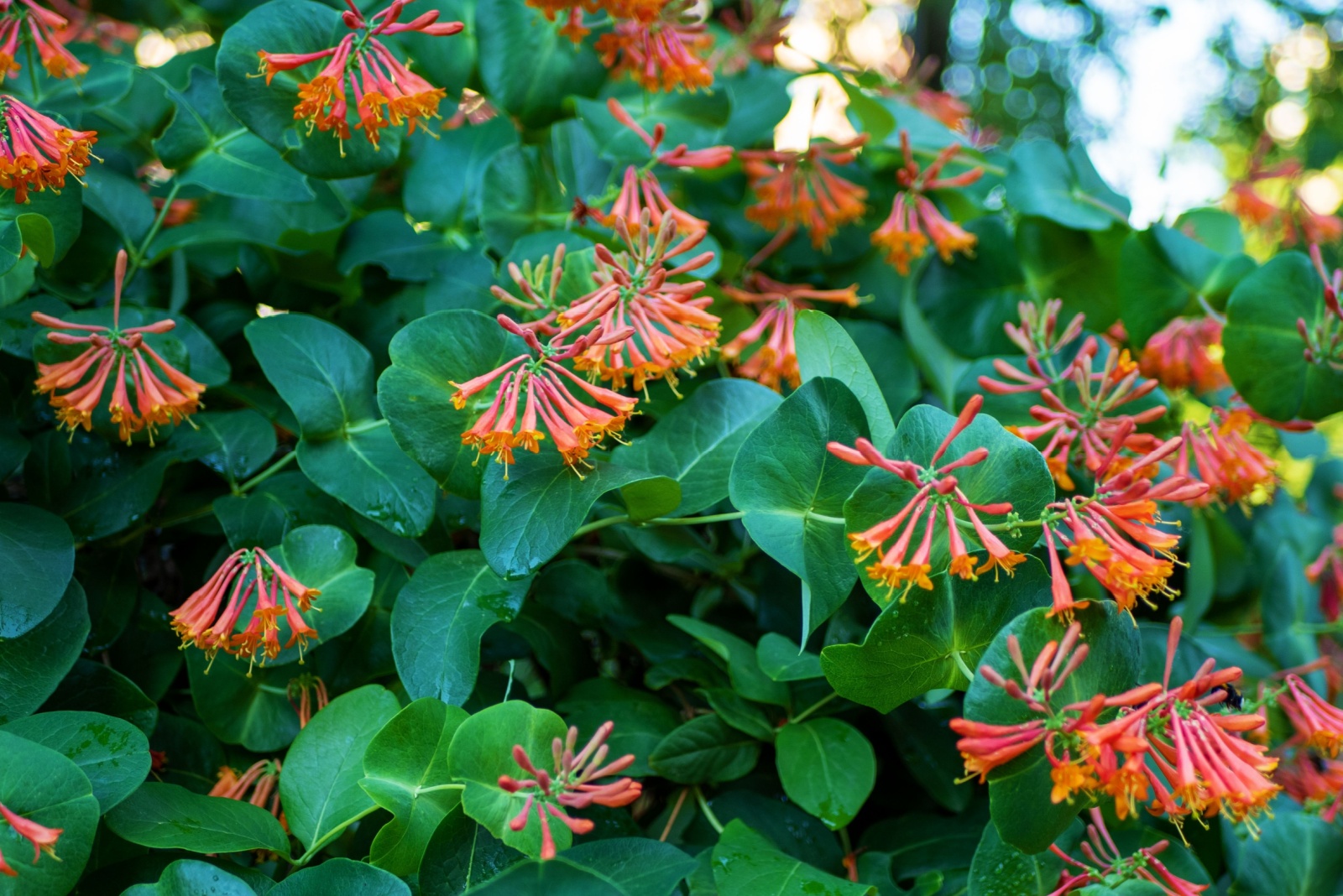 trumpet honeysuckle