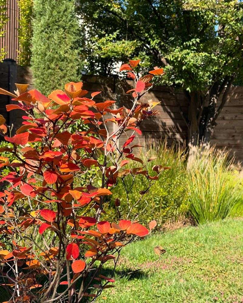 Fothergilla