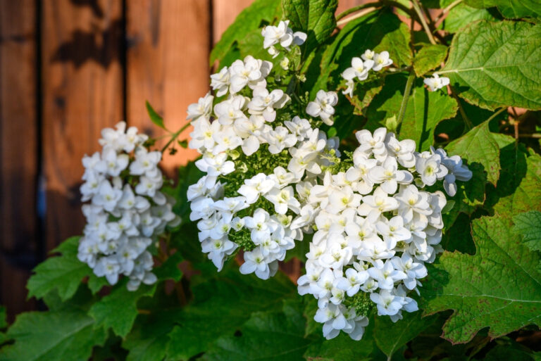 Oakleaf Hydrangea (featured image)