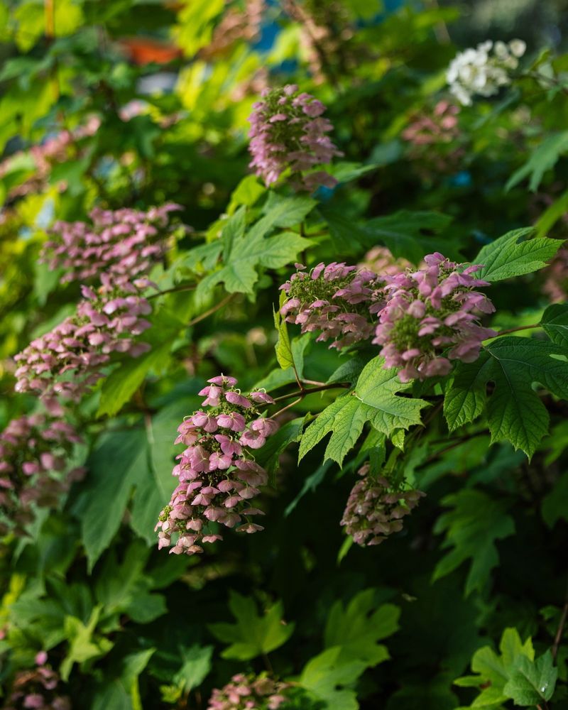 Oakleaf Hydrangea