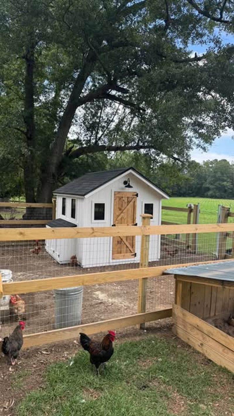Chicken Coops And Backyard Poultry