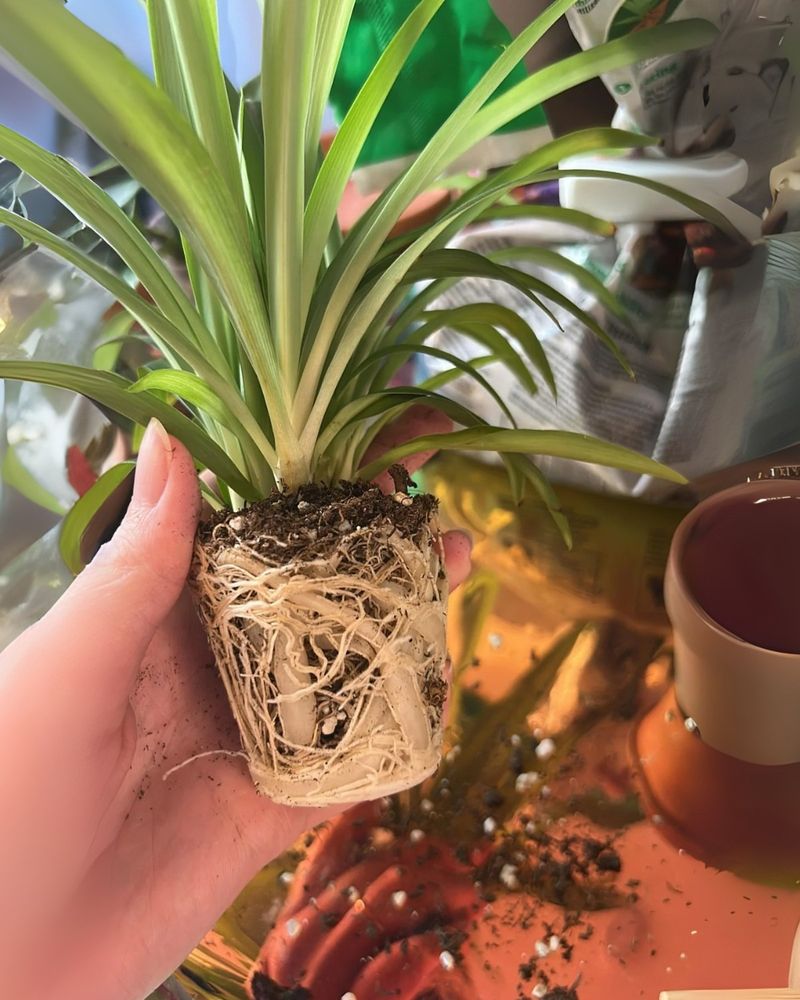 Wilting Despite Perfect Growing Conditions