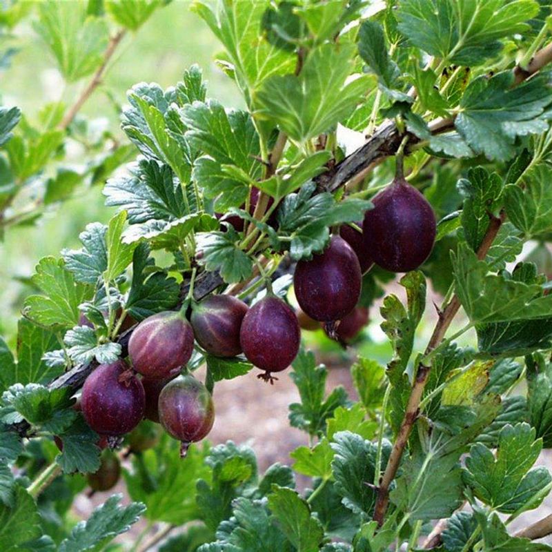 Sour-Sweet Gooseberries