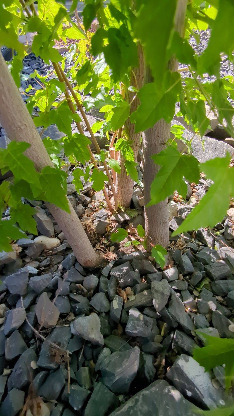 Amur Maple
