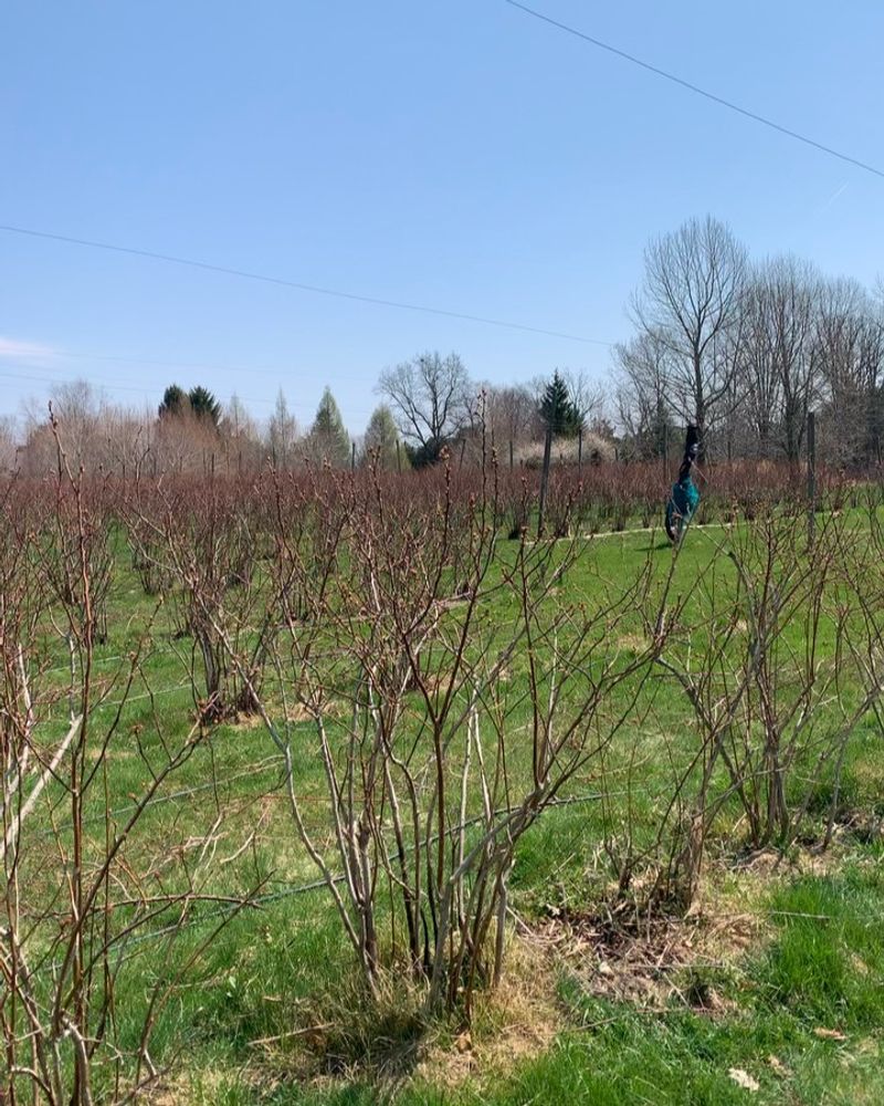 Blueberries Trimmed During Fruiting Season