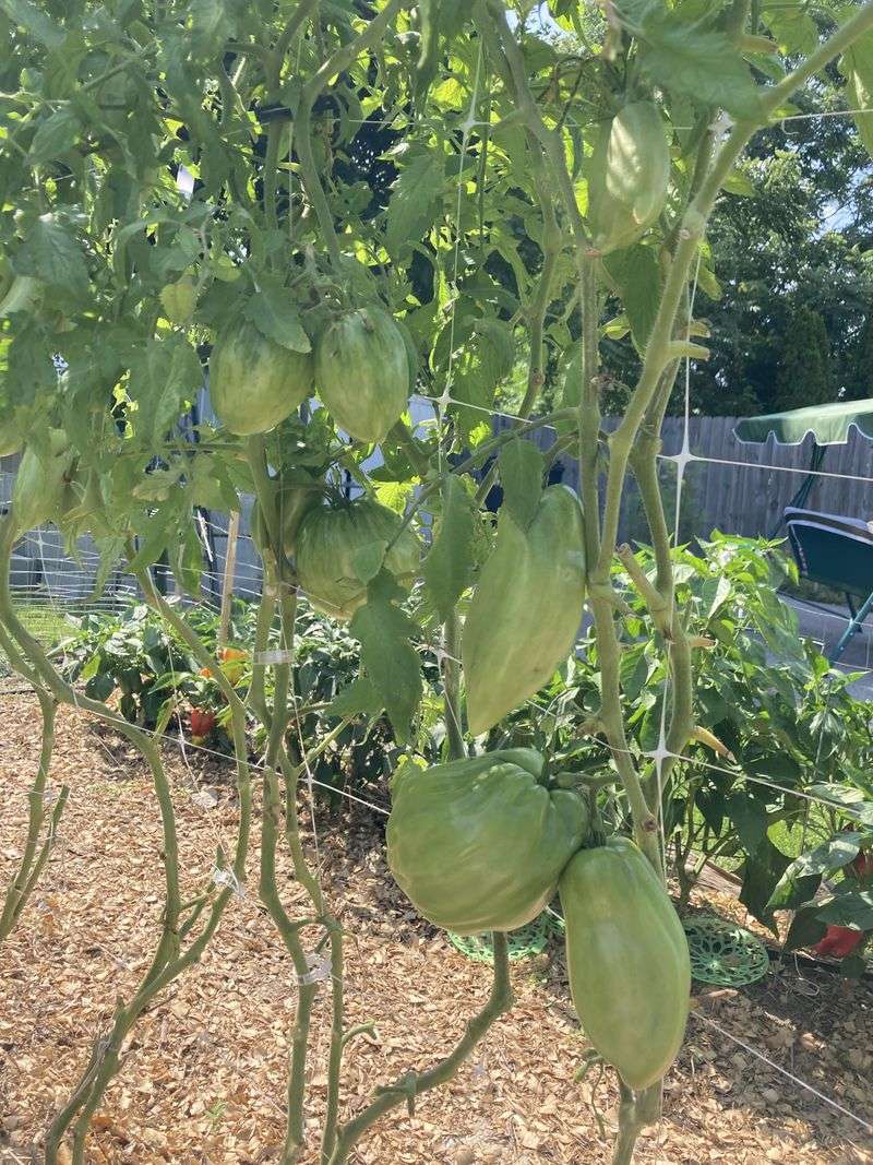 Vertical Growing Towers