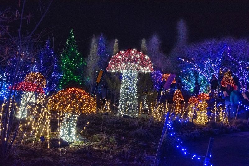 Spectacular Holiday Lights Transform Winter Nights
