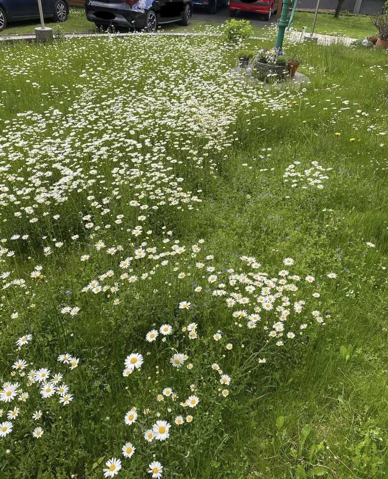 Reduce Lawn Mowing