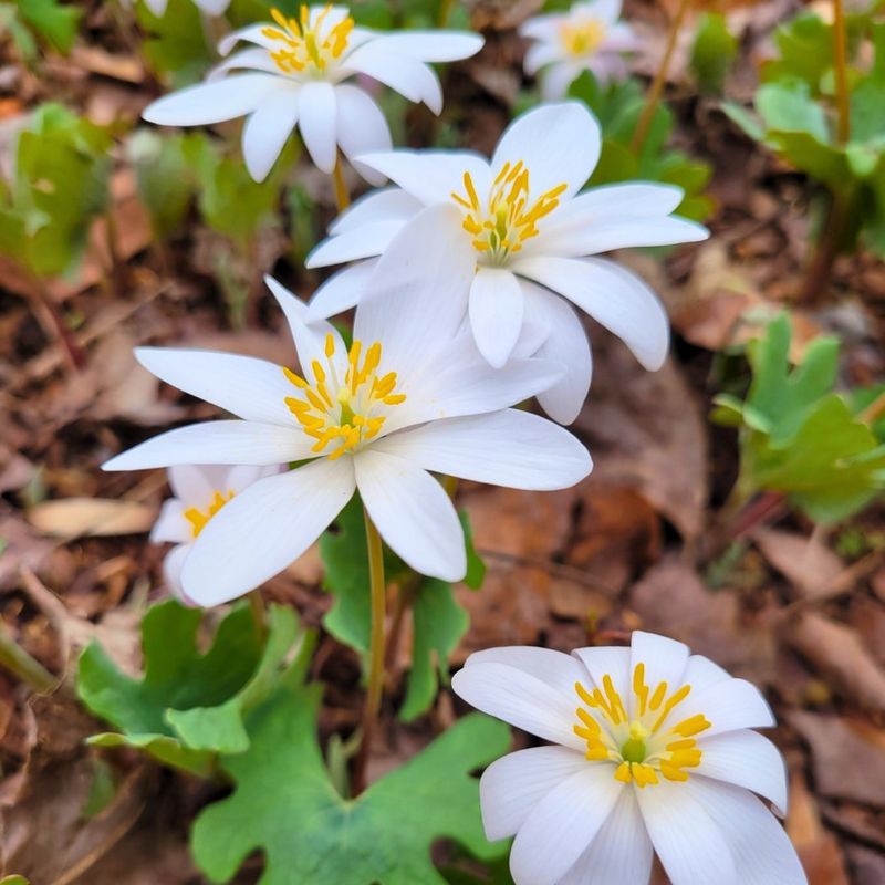 Bloodroot
