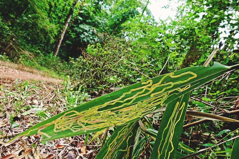 Sneaky Leaf Miners