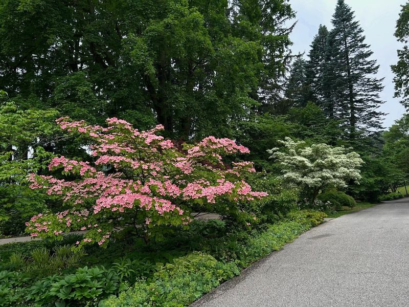 Clarence E. Lewis Landscape Arboretum