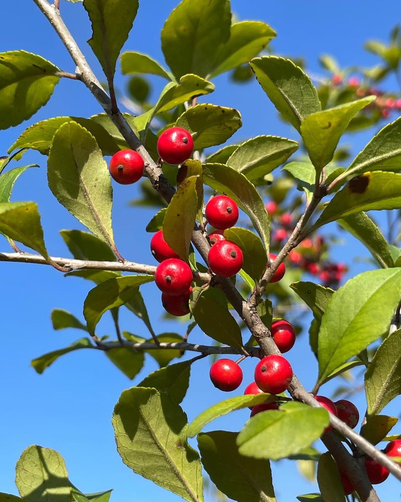 Possumhaw (Ilex decidua)