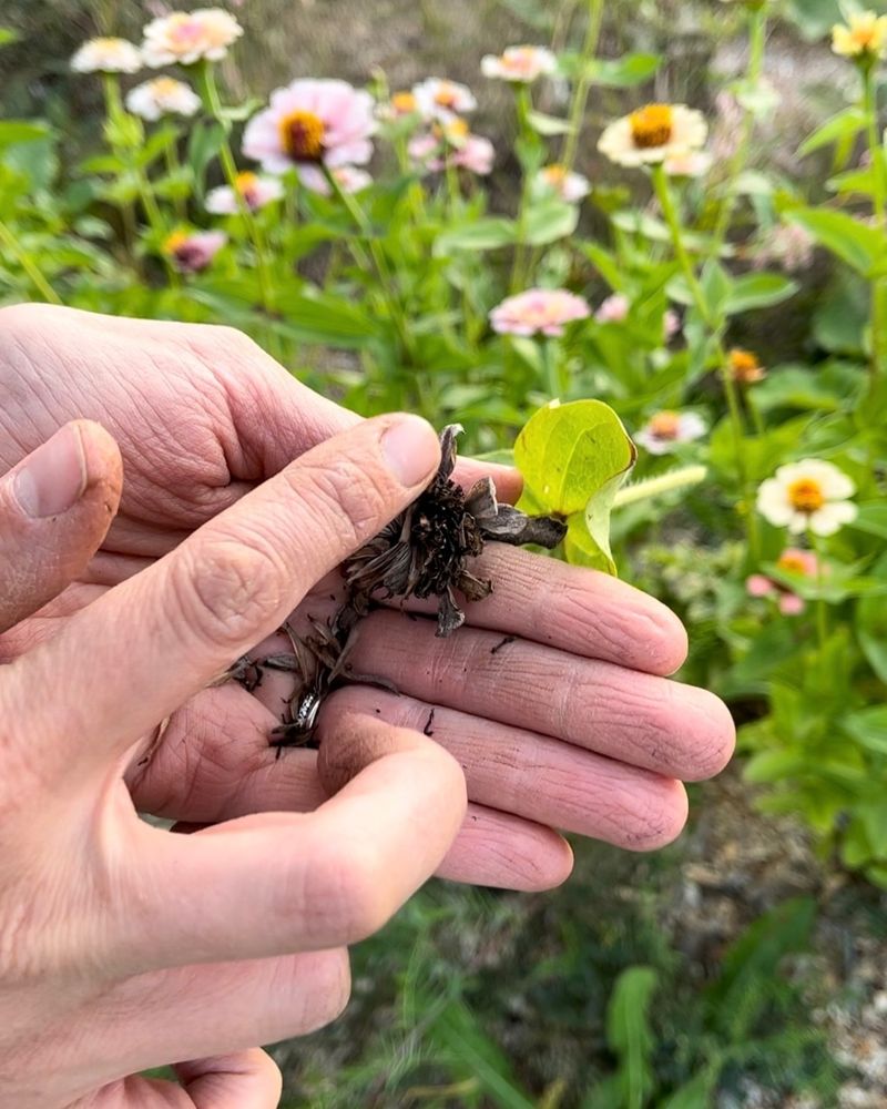 Gather Dry Seeds