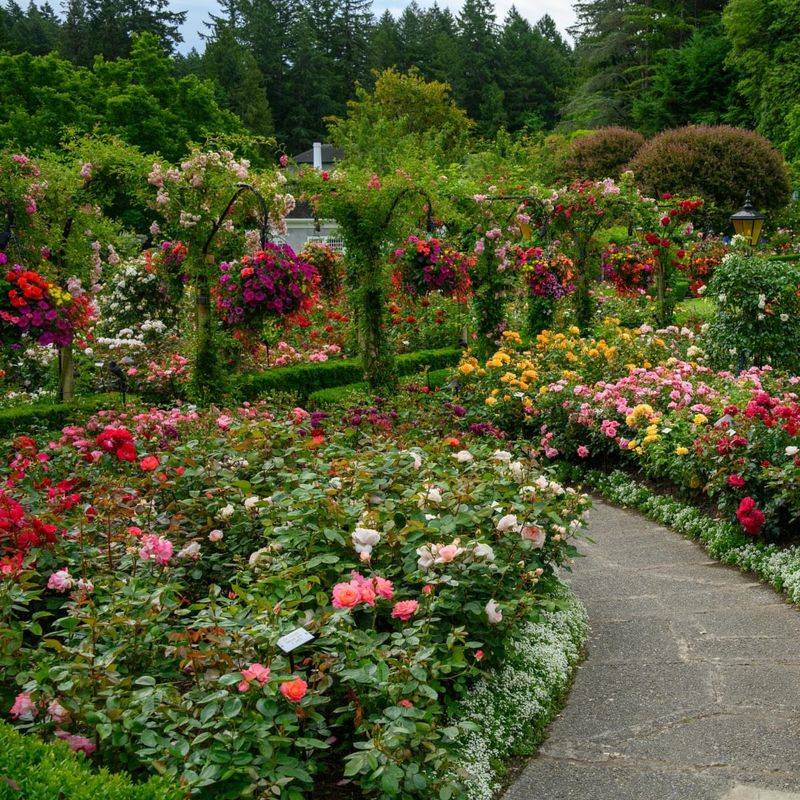 The Rose Garden's Expansive Displays