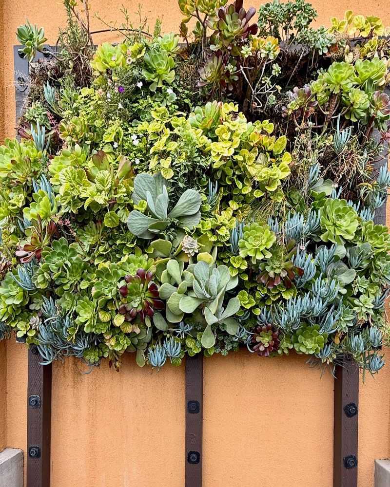 Succulent Living Walls