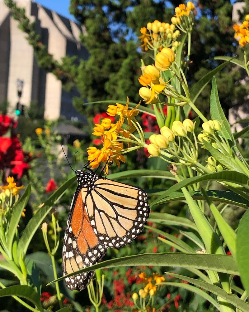 Tropical Milkweed (Asclepias curassavica)