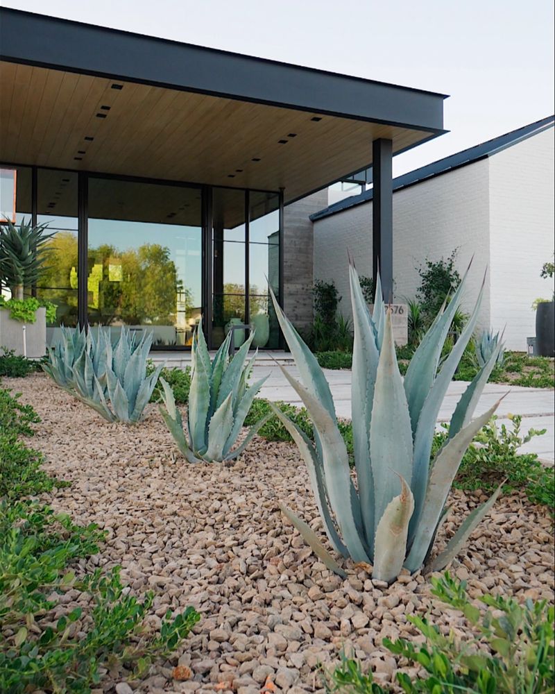 Agave