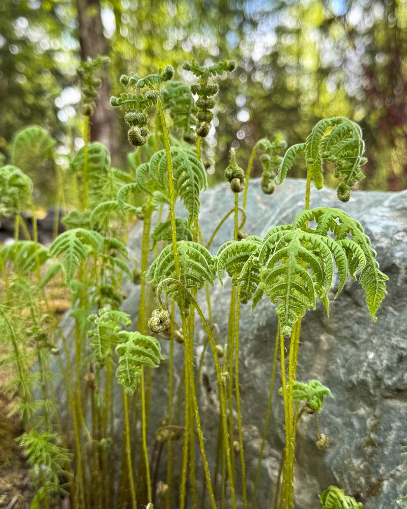 Fiddlehead Ferns