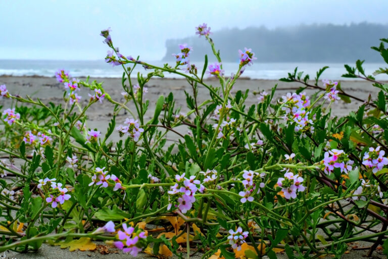 Verbena (featured image)
