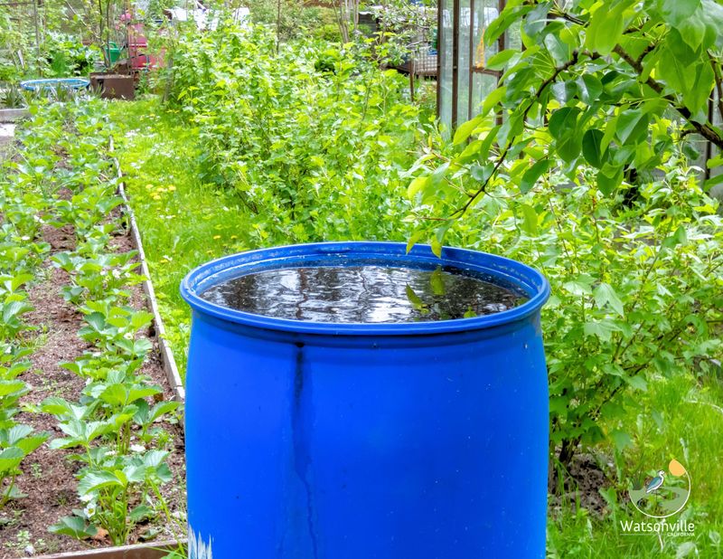 Rain Barrels Cut Water Bills