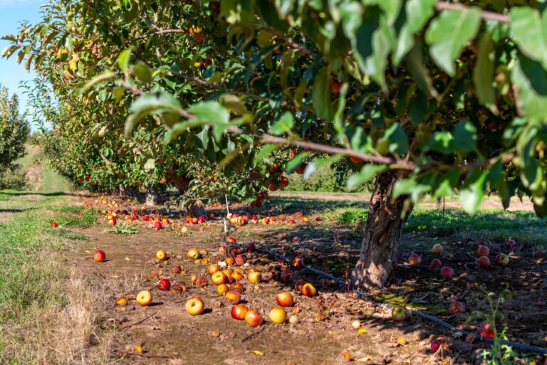 Apples lie rotting on the ground at an apple orchard in Green Bluff, Washington