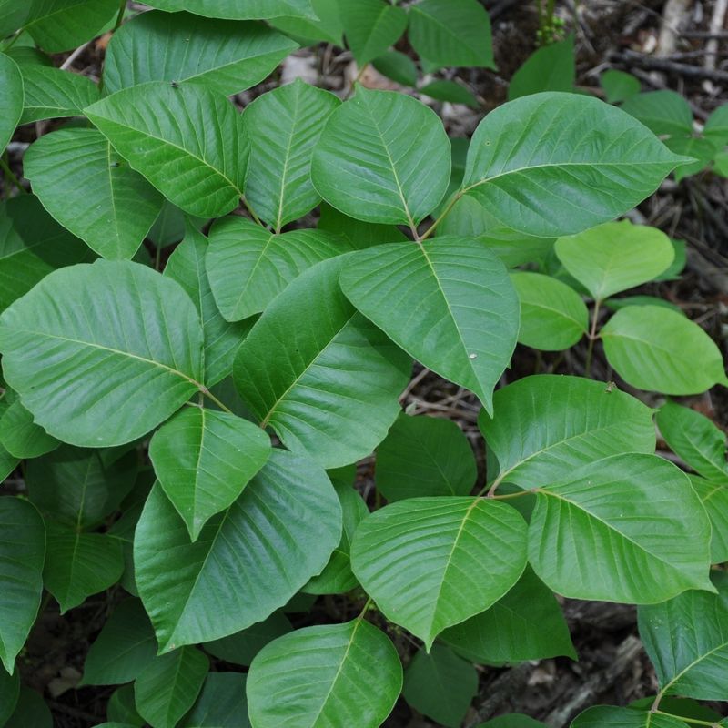 Poison Ivy Scrub Station