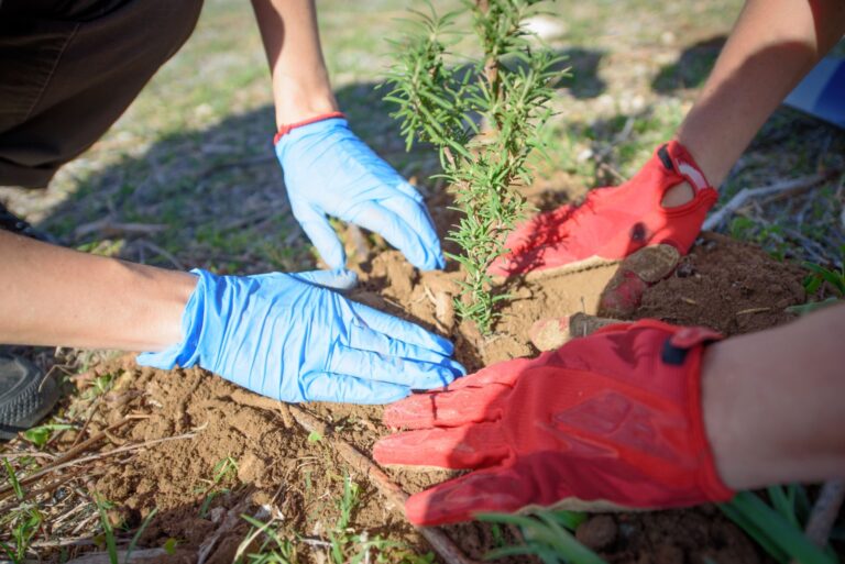 Community volunteers plant young trees