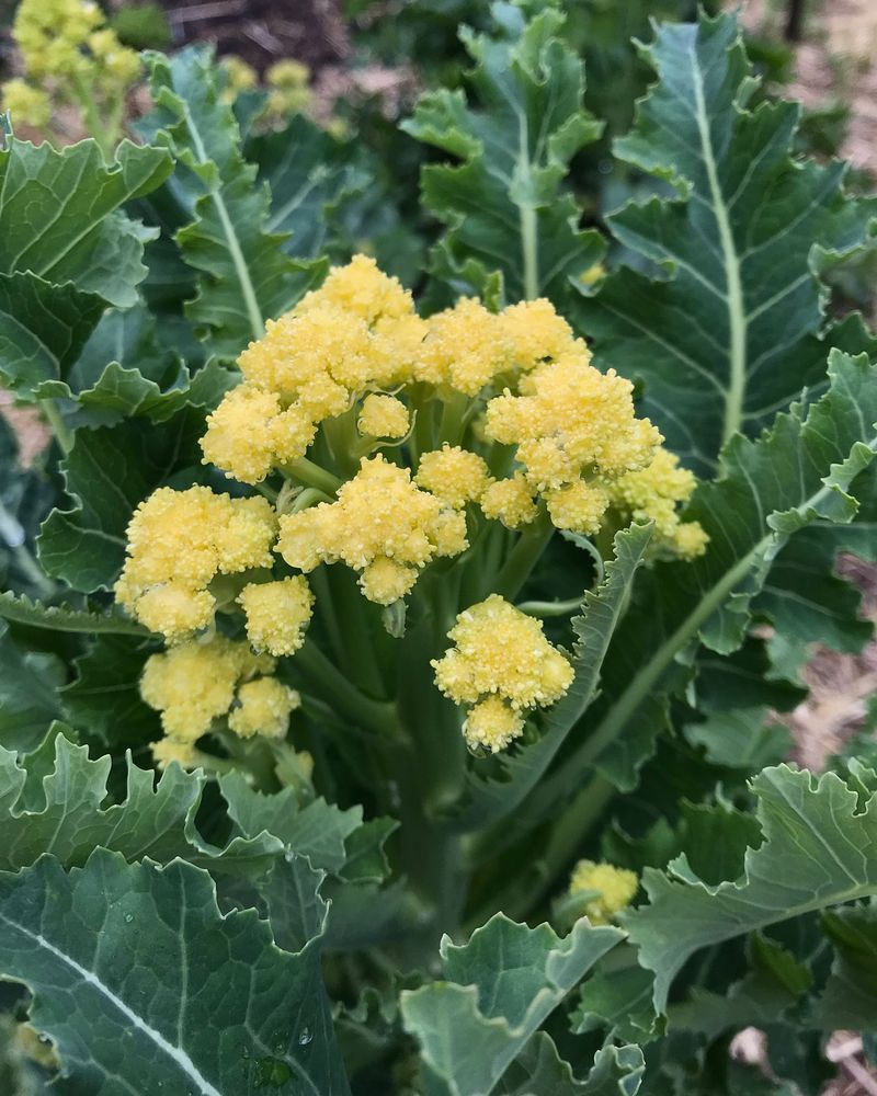 Collect Seeds For Next Year