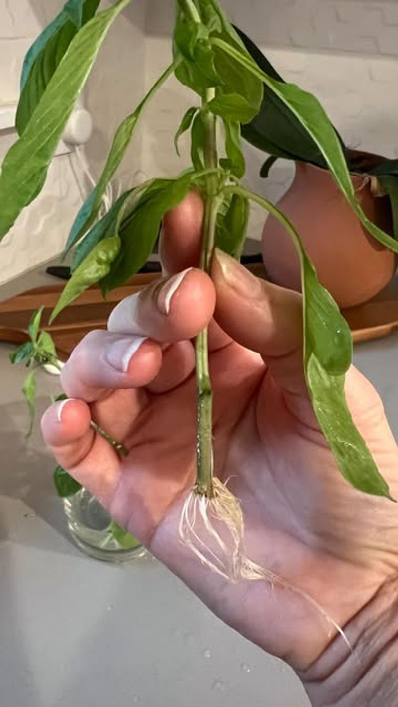 Wait For Sufficient Root Growth