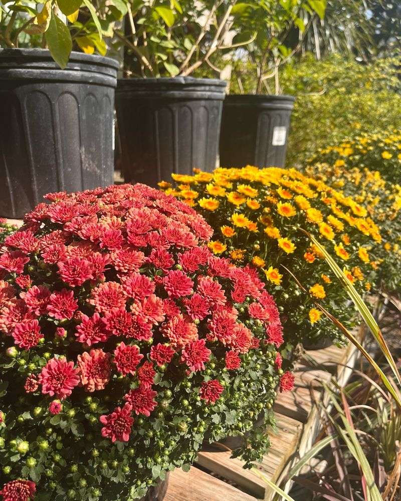 Perennial vs. Florist Mums