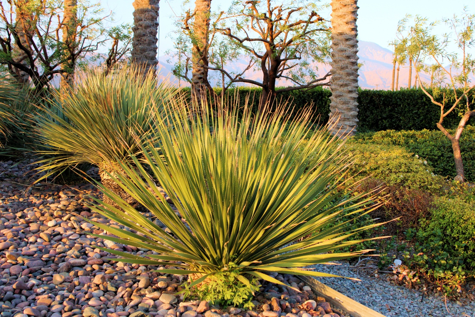 Water And Irrigation Costs Are Climbing In Arizona But Gardening For Less Is Possible
