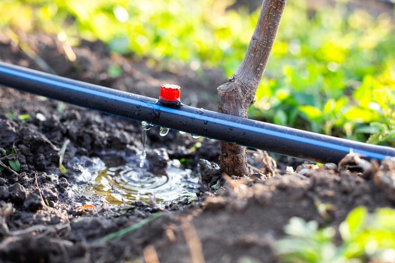 Switch To Drip Irrigation