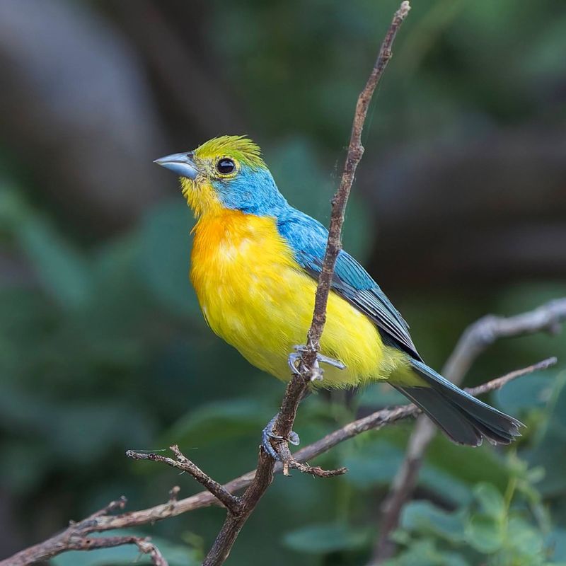 Bird Diversity Explodes