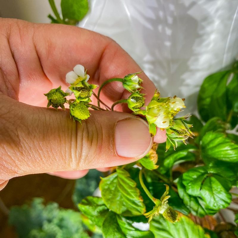 Pollinate By Hand