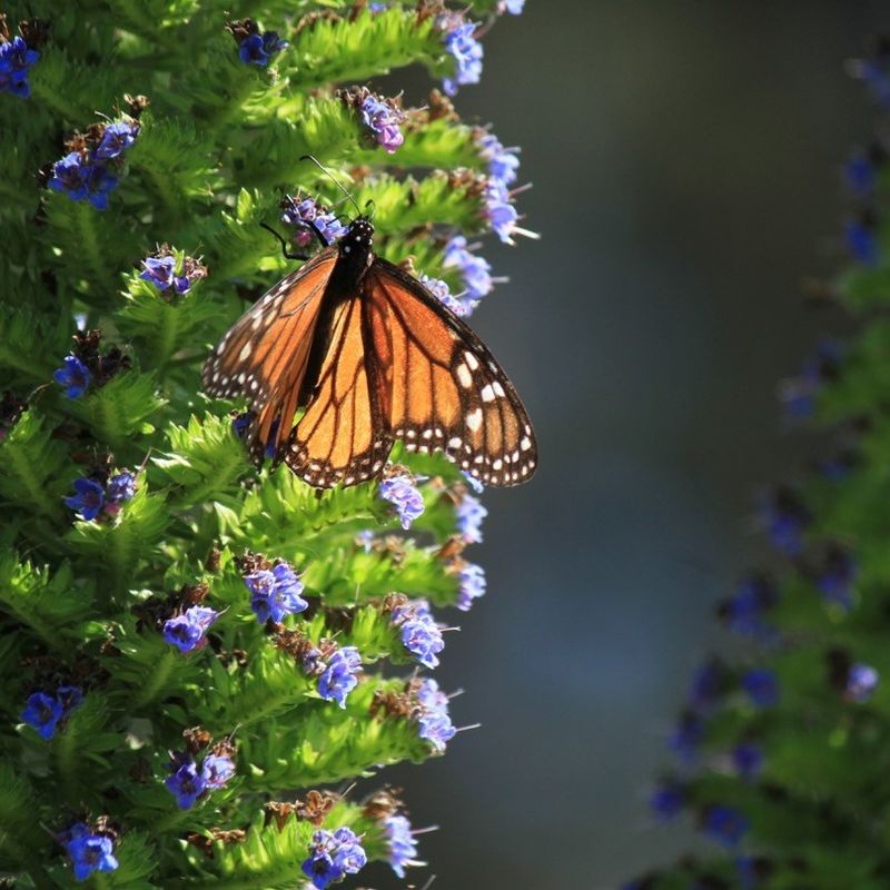 Bringing Back Biodiversity