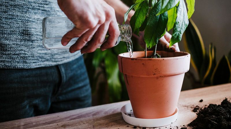 Starch Benefits For Flowering Plants