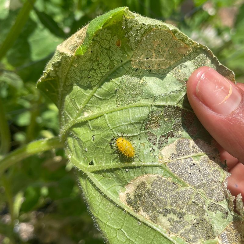 Pest Management Approaches
