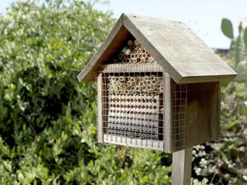 Native Bee Habitat