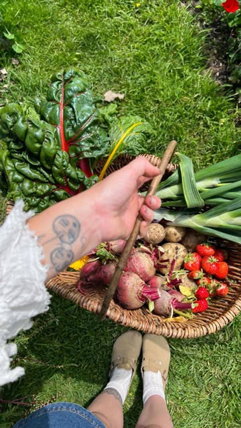 Harvest Ripe Vegetables