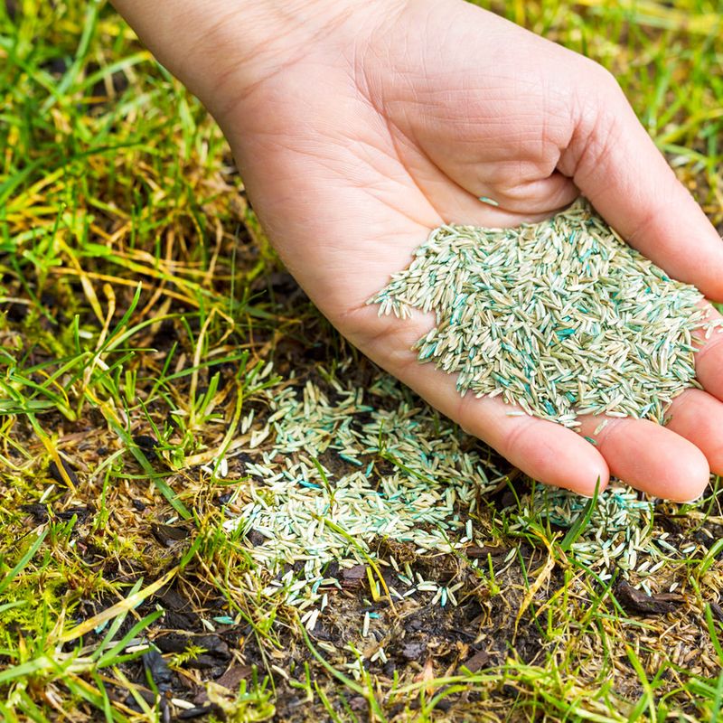 Overseed Thin Areas