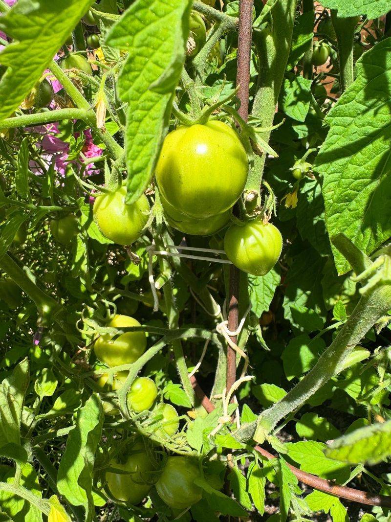 Harvest Regularly To Extend Production