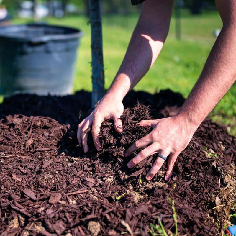 Apply Mulch Generously