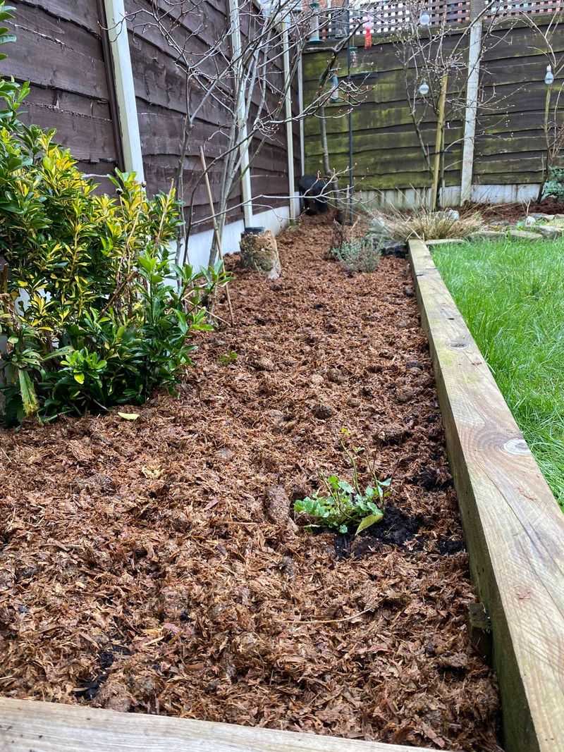 Apply Generous Mulch