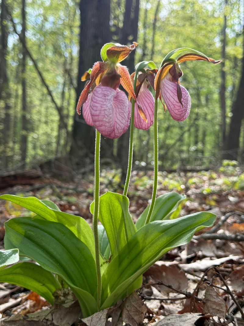 Lady's Slipper Orchid