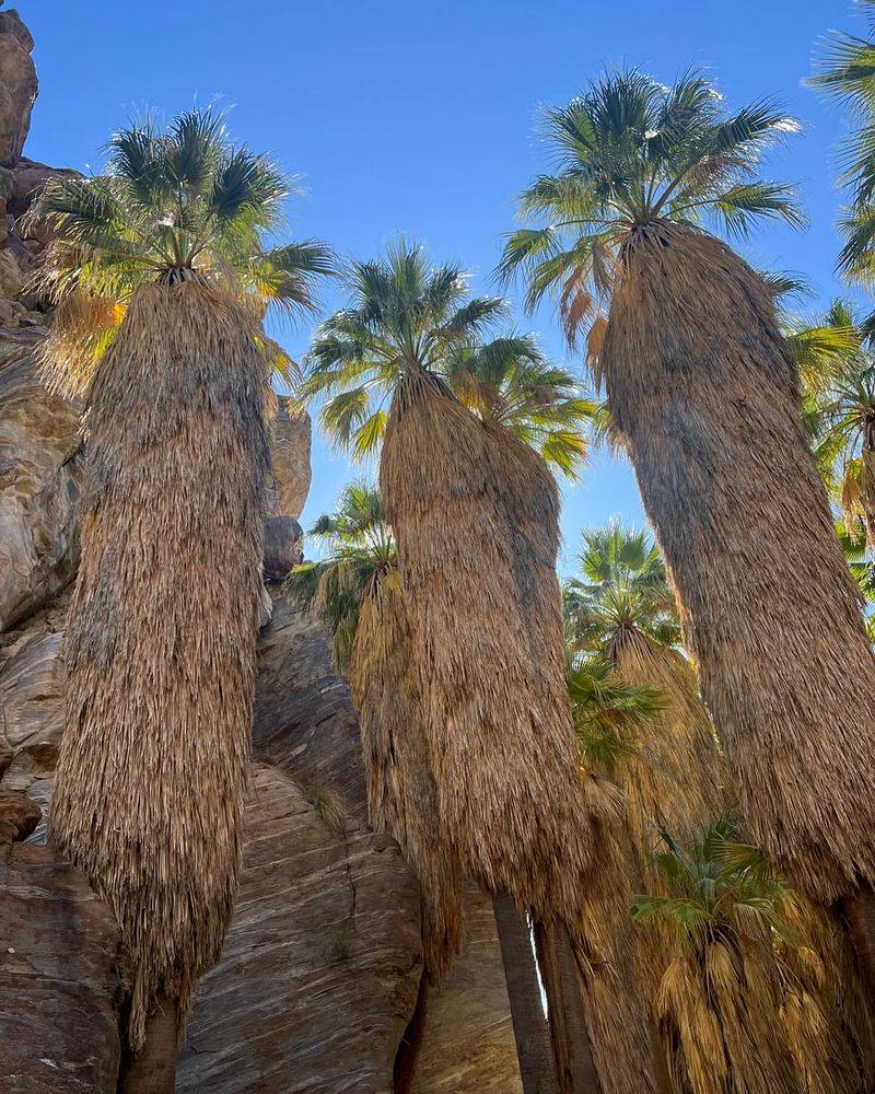 Non-Native Palm Trees