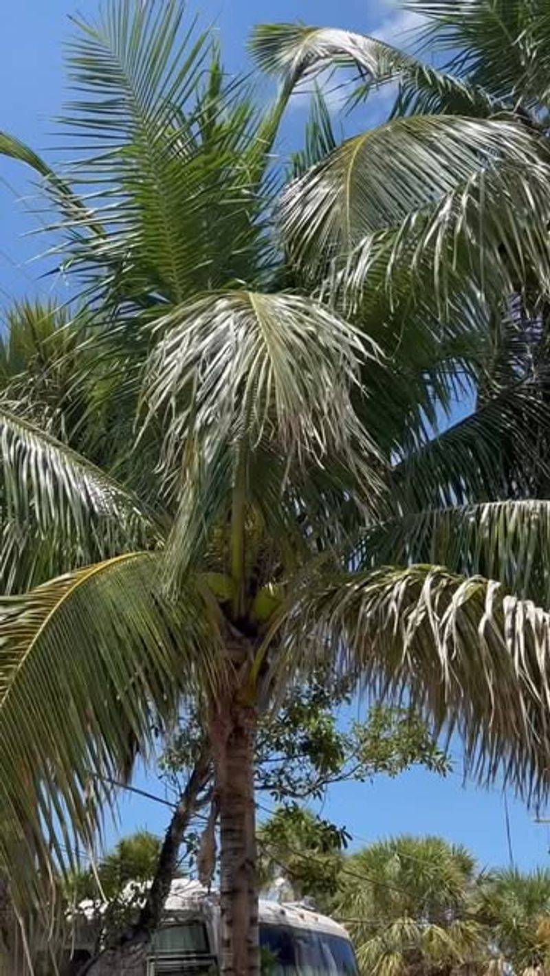 Non-Native Palm Varieties