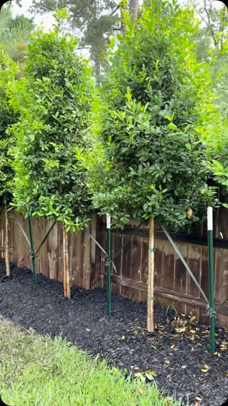 Goodbye To Tall Privacy Hedges