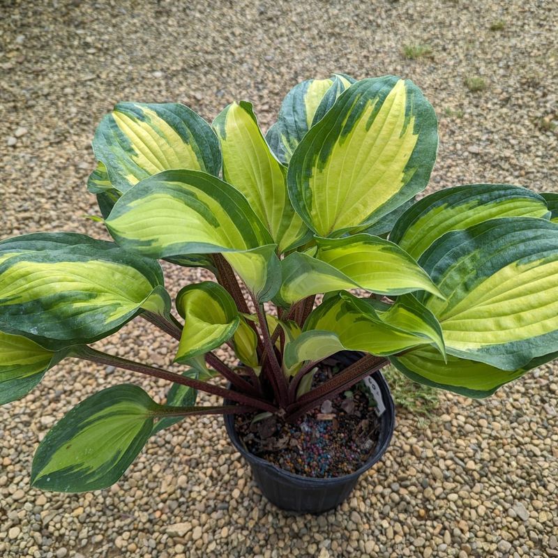 AI-Powered Plant Variety Selection